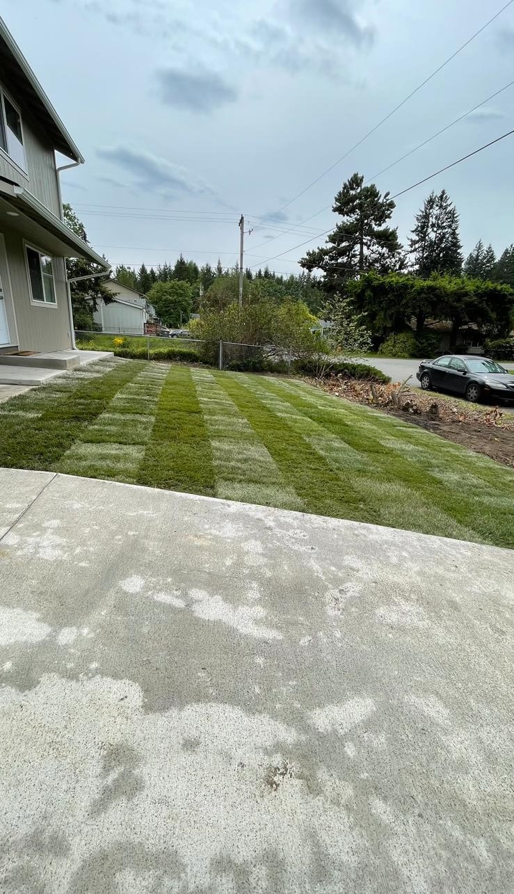 Mojave desert in the dark
